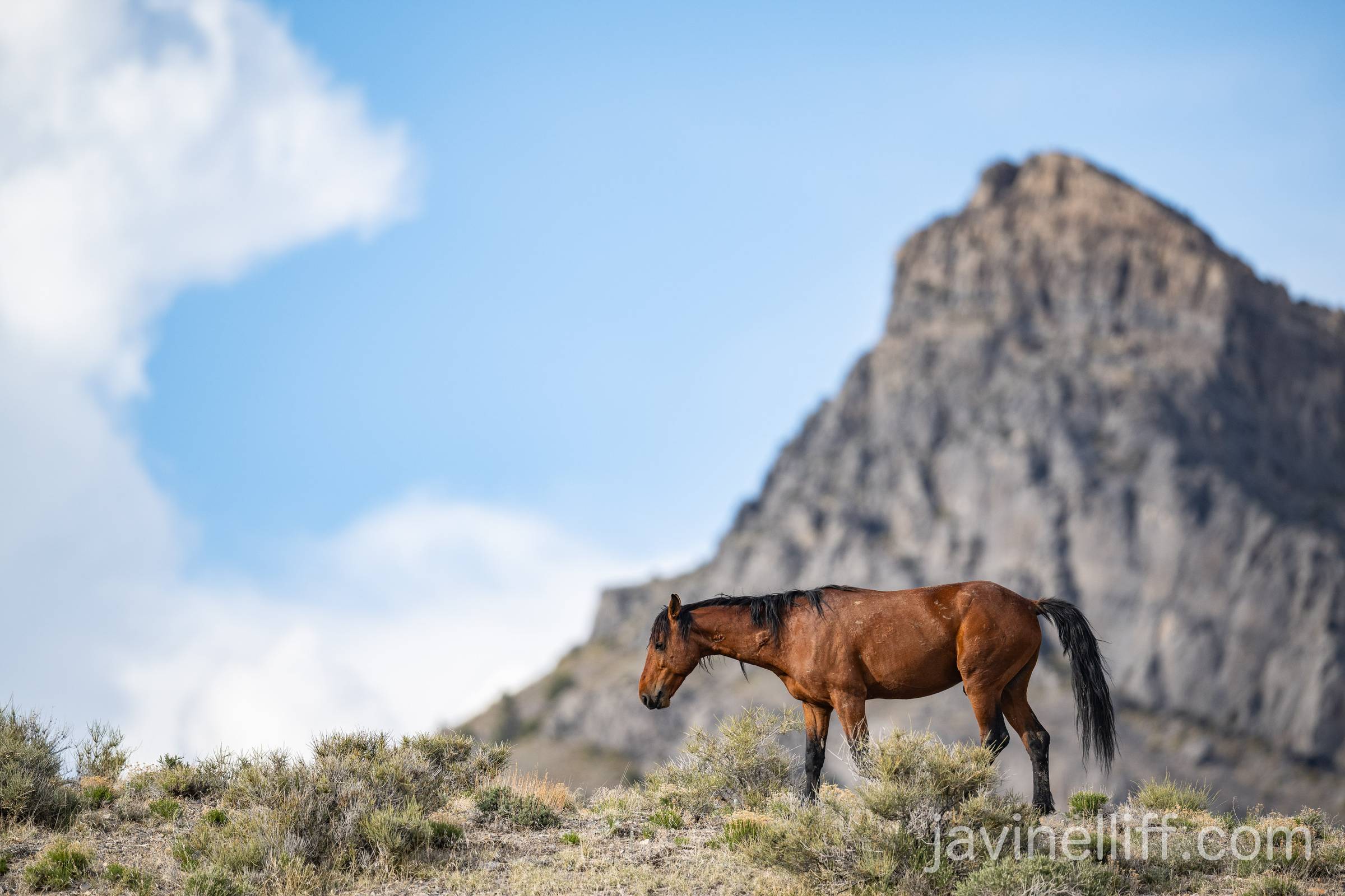 Mountain Stallion A wild bay stallion walks a ridge with a mountain in the background.